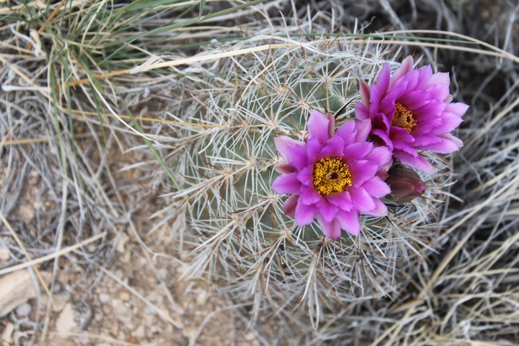 purple cactus flower.jpg
