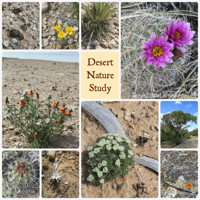 desert-nature-study.jpg