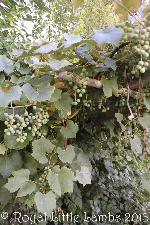 grapes forming