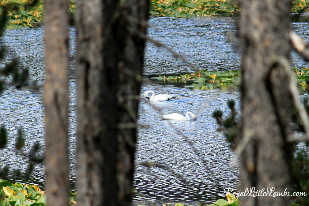 Swans at Grand Tetons