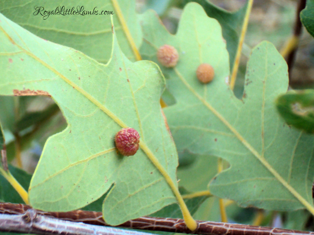 Oak Leaves with Pink Pods