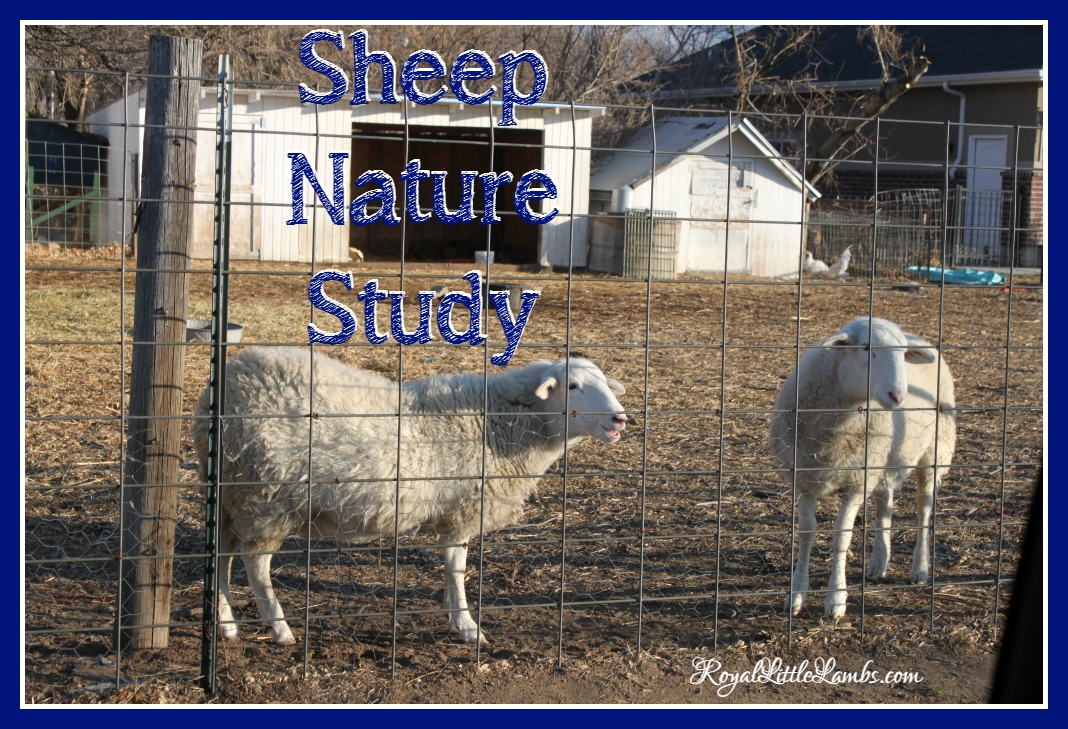 Sheep Nature Study